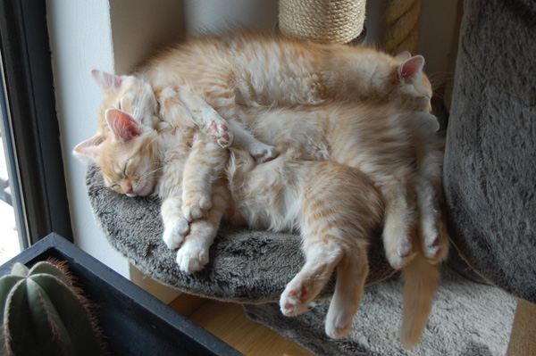 nur nicht den Überblick verlieren.jpg